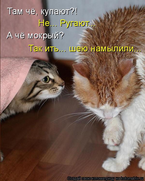 Котоматрица: Там чё, купают?! Не... Ругают... А чё мокрый? Так ить... шею намылили...