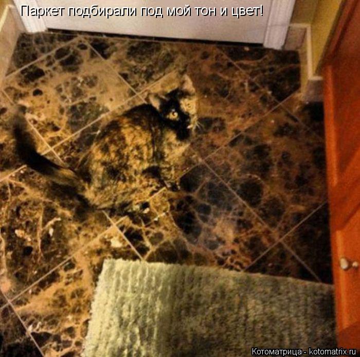 Котоматрица: Паркет подбирали под мой тон и цвет!