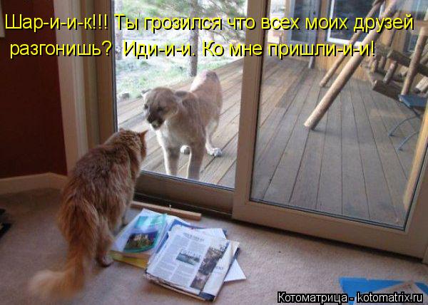 Котоматрица: Шар-и-и-к!!! Ты грозился что всех моих друзей разгонишь?  Иди-и-и. Ко мне пришли-и-и!