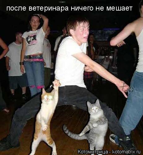 Котоматрица: после ветеринара ничего не мешает