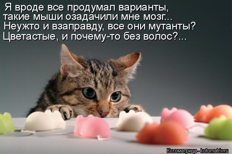 Котоматрица: Я вроде все продумал варианты, такие мыши озадачили мне мозг... Неужто и взаправду, все они мутанты? Цветастые, и почему-то без волос?...