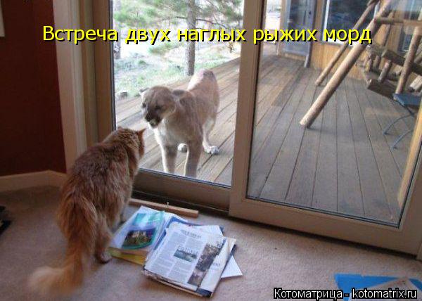 Котоматрица: Встреча двух наглых рыжих морд