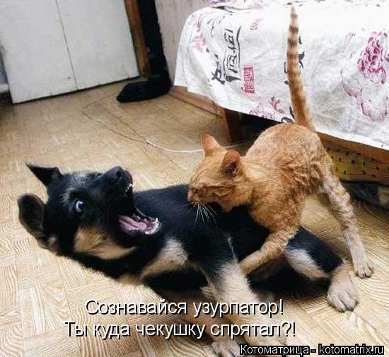 Котоматрица: Сознавайся узурпатор! Ты куда чекушку спрятал?!