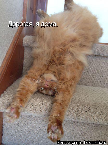 Котоматрица: Дорогая, я дома.