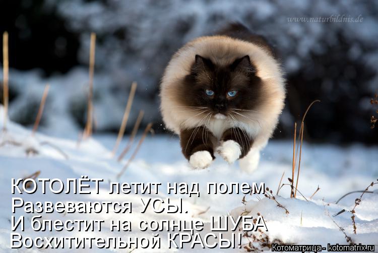 Котоматрица: Развеваются УСЫ. Восхитительной КРАСЫ! И блестит на солнце ШУБА КОТОЛЁТ летит над полем