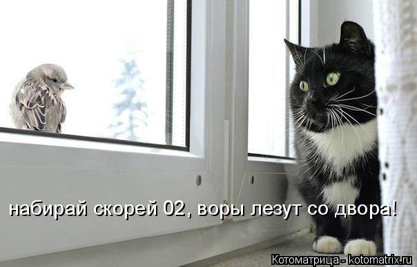 Котоматрица: набирай скорей 02, воры лезут со двора!