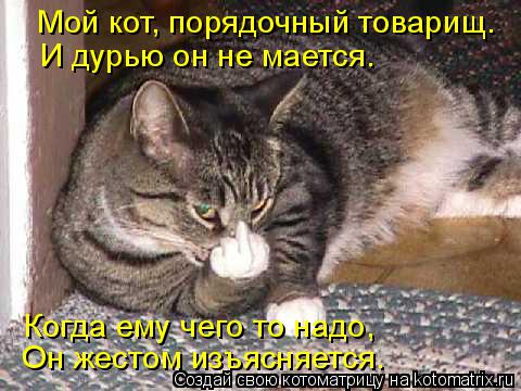 Котоматрица: Мой кот, порядочный товарищ. И дурью он не мается. Когда ему чего то надо, Он жестом изъясняется.