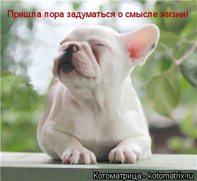 Пришла пора задуматься о смысле жизни!... Котоматрица: Пришла пора задуматься о смысле жизни!