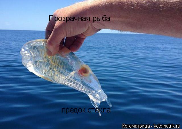 Котоматрица: Прозрачная рыба предок стекла