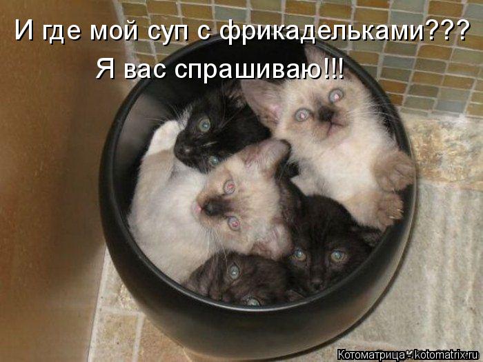 Котоматрица: И где мой суп с фрикадельками??? Я вас спрашиваю!!!