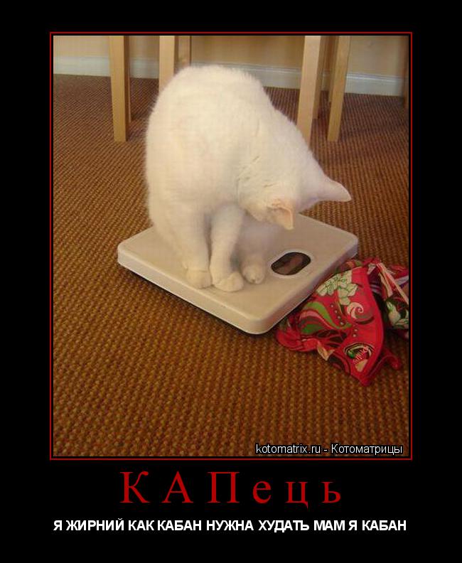 Котоматрица: КАПець  Я ЖИРНИЙ КАК КАБАН НУЖНА ХУДАТЬ МАМ Я КАБАН