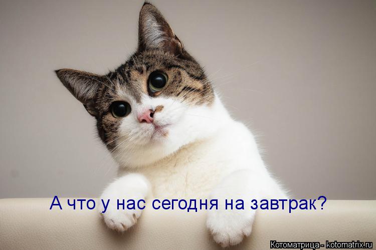 Котоматрица: А что у нас сегодня на завтрак?