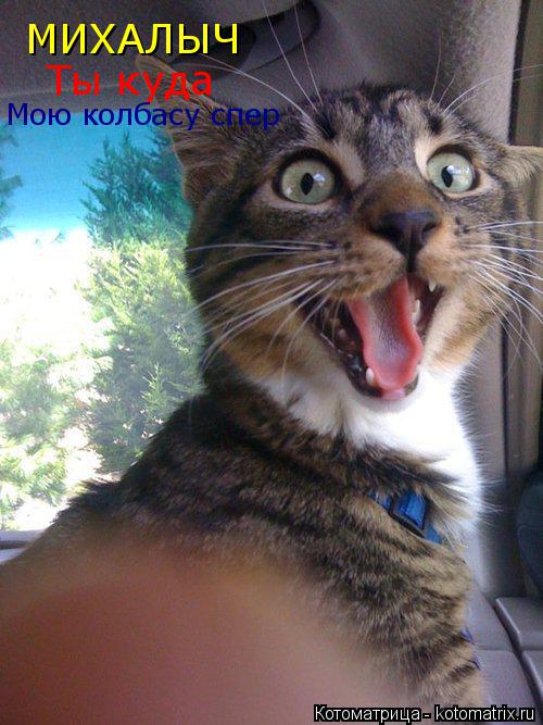 Котоматрица: МИХАЛЫЧ  Ты куда Мою колбасу спер
