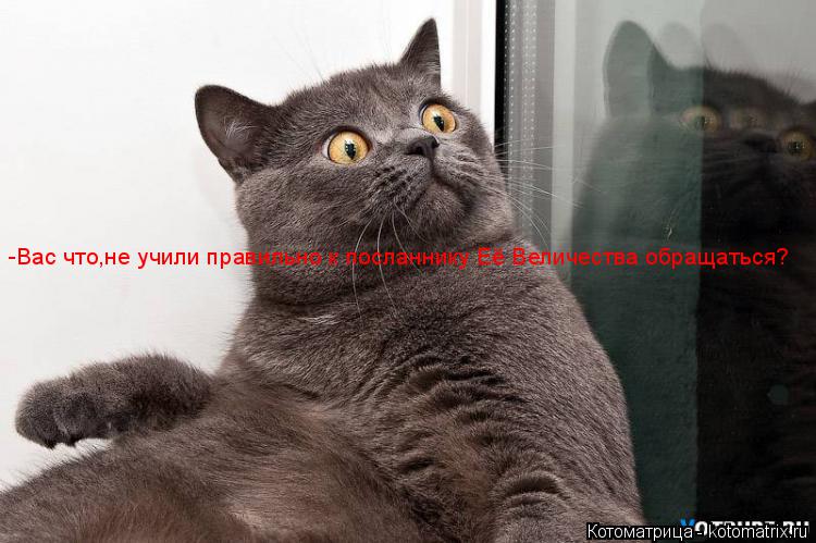 Котоматрица: -Вас что,не учили правильно к посланнику Её Величества обращаться?