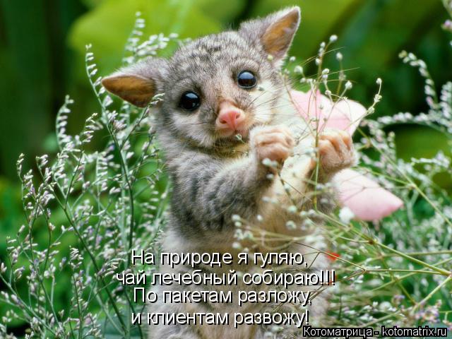 Котоматрица: и клиентам развожу! На природе я гуляю, чай лечебный собираю!!! По пакетам разложу,
