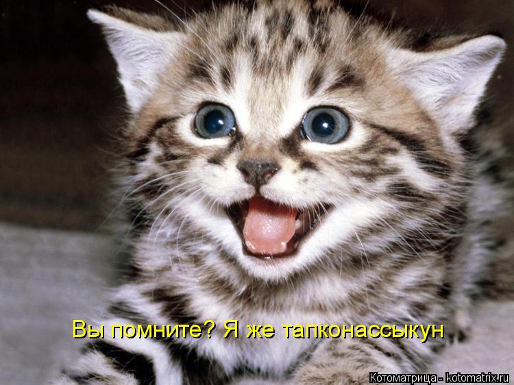 Котоматрица: Вы помните? Я же тапконассыкун