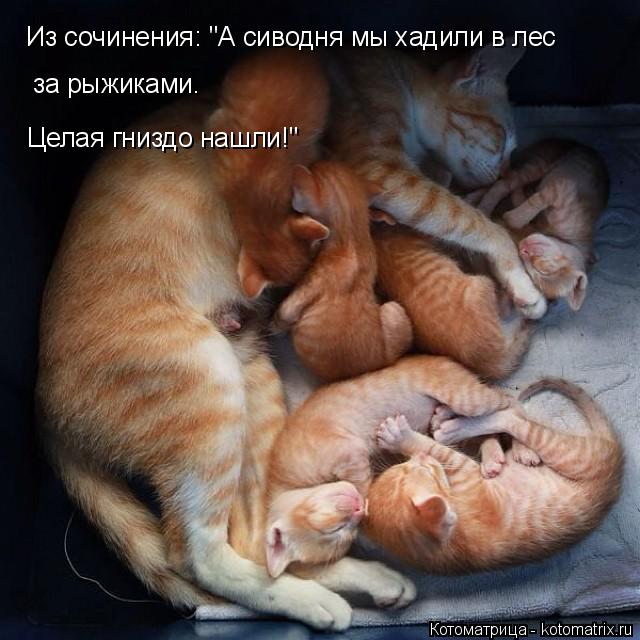 Котоматрица: Из сочинения: "А сиводня мы хадили в лес за рыжиками. Целая гниздо нашли!"