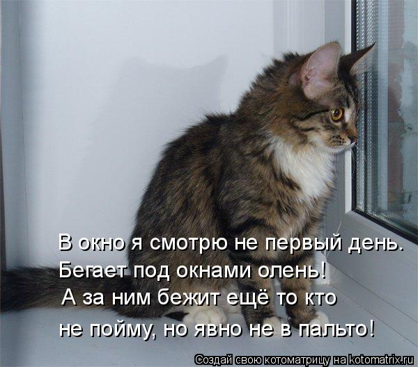 Котоматрица: В окно я смотрю не первый день. Бегает под окнами олень! А за ним бежит ещё то кто не пойму, но явно не в пальто!