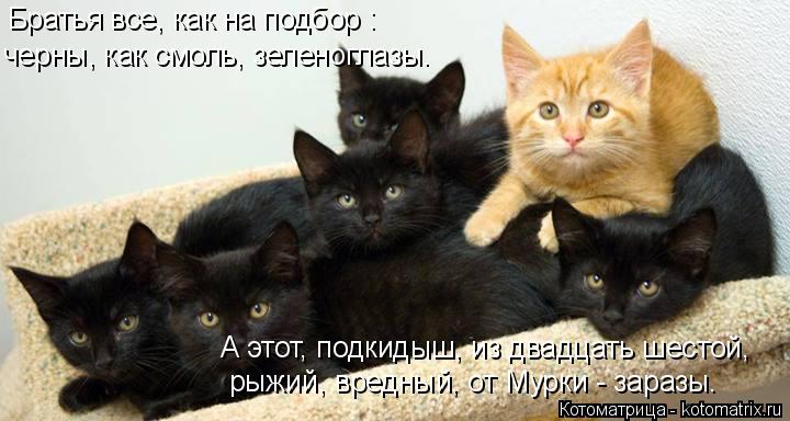 Котоматрица: Братья все, как на подбор : черны, как смоль, зеленоглазы. А этот, подкидыш, из двадцать шестой, рыжий, вредный, от Мурки - заразы.