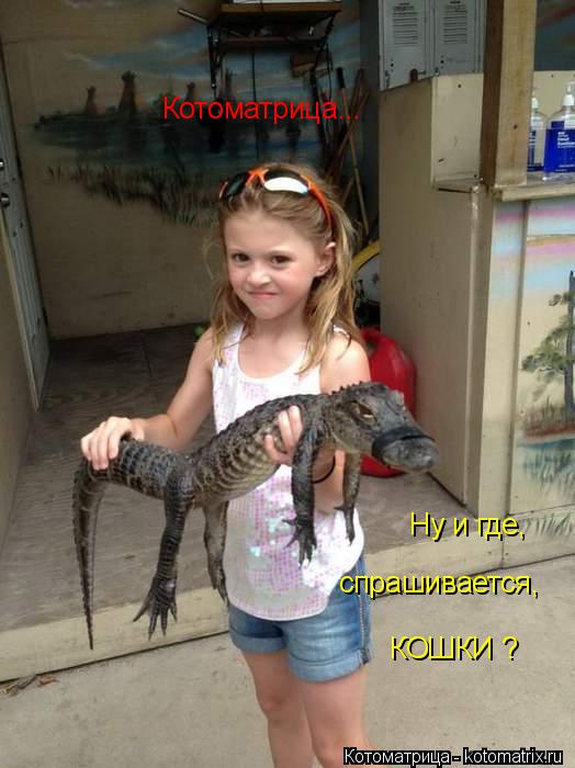 Котоматрица... Ну и где, спрашивается, КОШКИ ?... Котоматрица: Котоматрица... Ну и где, спрашивается, КОШКИ ?