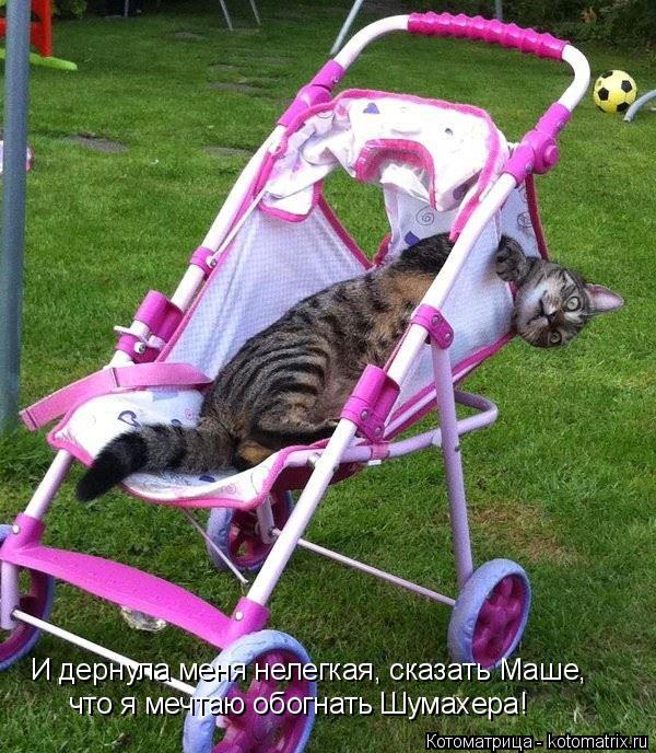 Котоматрица: И дернула меня нелегкая, сказать Маше, что я мечтаю обогнать Шумахера!