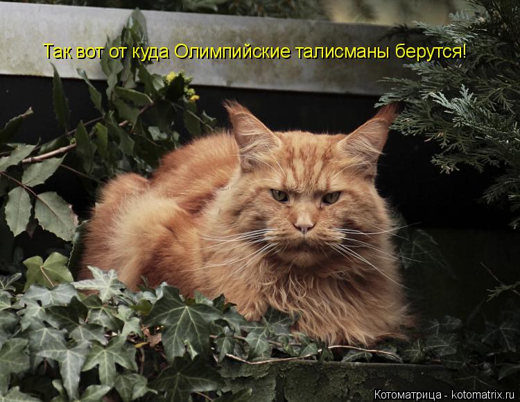 Так вот от куда Олимпийские талисманы берутся!... Котоматрица: Так вот от куда Олимпийские талисманы берутся!