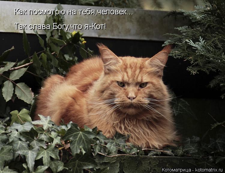 Как посмотрю на тебя,человек... Так слава Богу,что я-Кот!... Котоматрица: Как посмотрю на тебя,человек... Так слава Богу,что я-Кот!