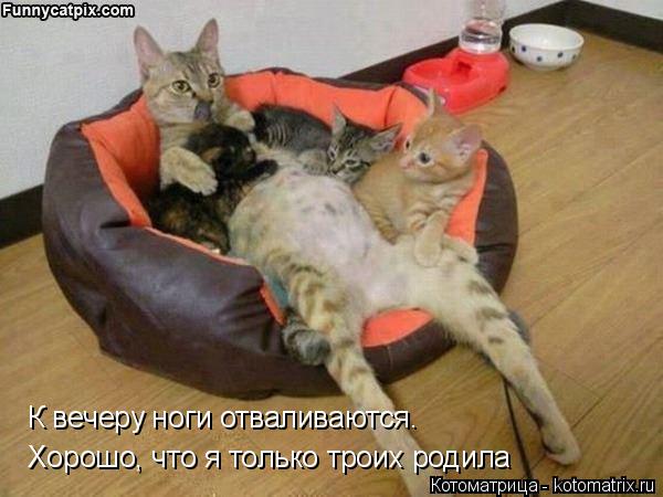 Котоматрица: К вечеру ноги отваливаются.  Хорошо, что я только троих родила