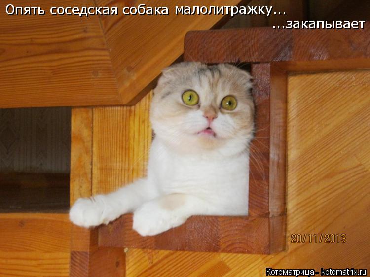 Котоматрица: Опять соседская собака малолитражку... ...закапывает