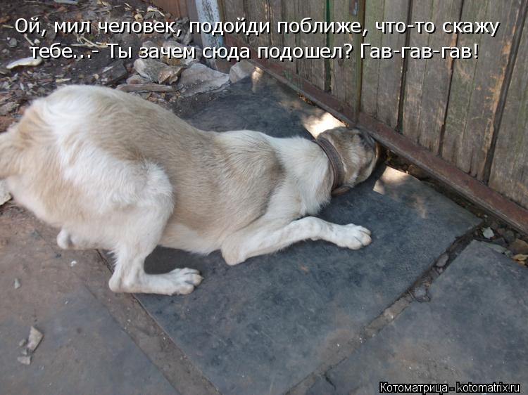 Котоматрица: Ой, мил человек, подойди поближе, что-то скажу  тебе...- Ты зачем сюда подошел? Гав-гав-гав!