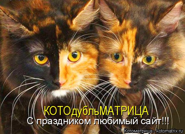 Котоматрица: КОТОдубльМАТРИЦА  С праздником любимый сайт!!!