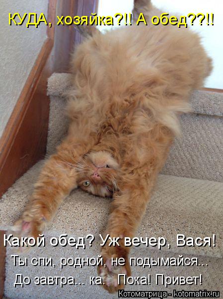 Котоматрица: КУДА, хозяйка?!! А обед??!! Какой обед? Уж вечер, Вася! Ты спи, родной, не подымайся... До завтра... ка.   Пока! Привет!