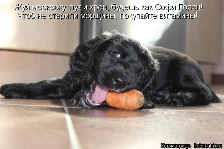 Котоматрица: Жуй морковку, лук и хрен, будешь как Софи Лорен! Чтоб не старили морщины, покупайте витамины!