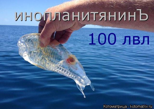 Котоматрица: 100 лвл инопланитянинЪ