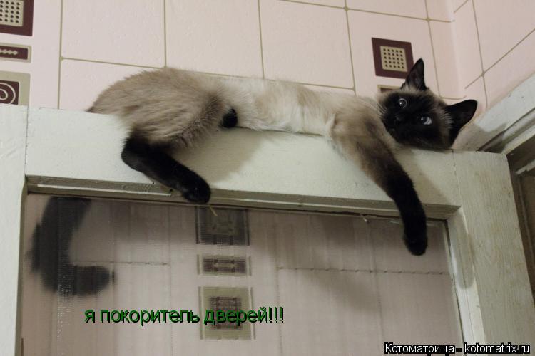 Котоматрица: я покоритель дверей!!!