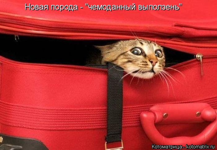 Котоматрица: Новая порода - "чемоданный выползень"