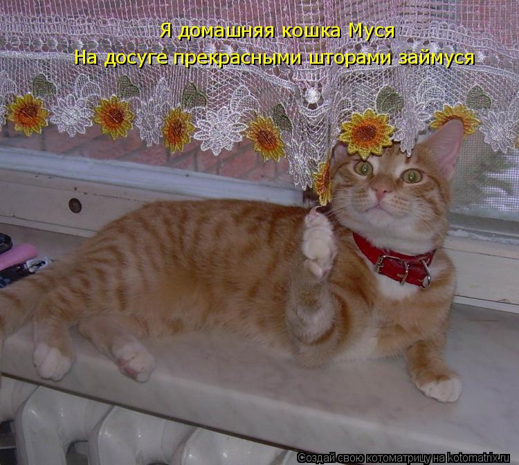 Котоматрица: Я домашняя кошка Муся На досуге прекрасными шторами займуся