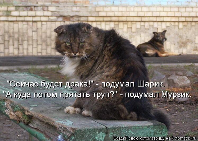 Котоматрица: "Сейчас будет драка!" - подумал Шарик. "А куда потом прятать труп?" - подумал Мурзик.