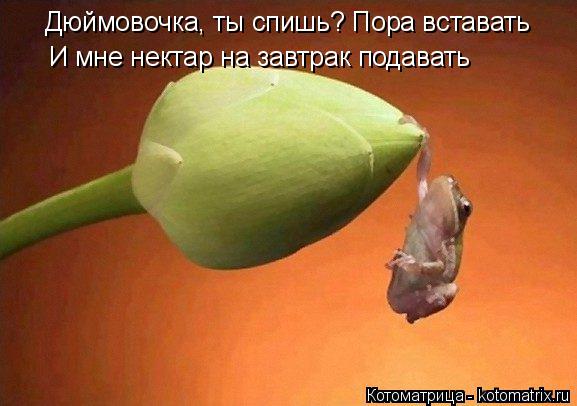 Котоматрица: Дюймовочка, ты спишь? Пора вставать И мне нектар на завтрак подавать
