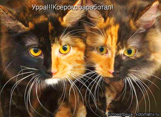 Котоматрица: Урра!!!Ксерокс заработал!