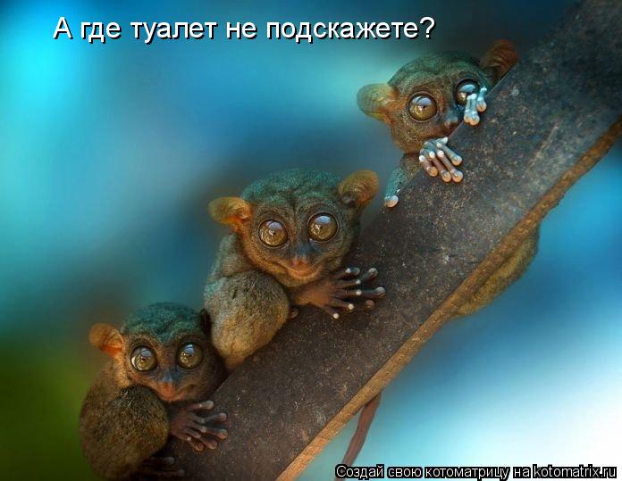 Котоматрица: А где туалет не подскажете?
