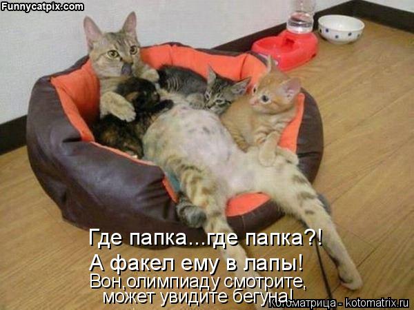 Котоматрица: Где папка...где папка?! А факел ему в лапы! Вон,олимпиаду смотрите,  может увидите бегуна!
