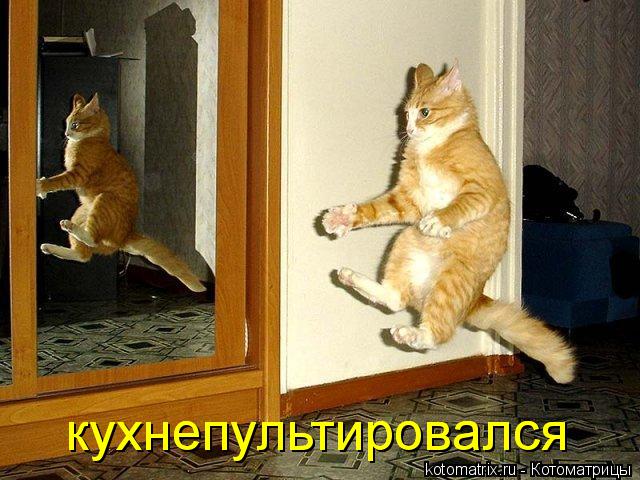 Котоматрица: кухнепультировался кухнепультировался