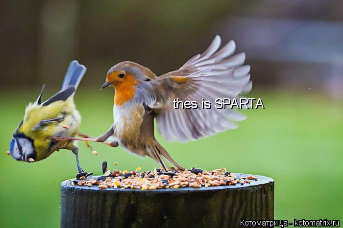 thes is SPARTA thes is SPARTA... Котоматрица: thes is SPARTA thes is SPARTA