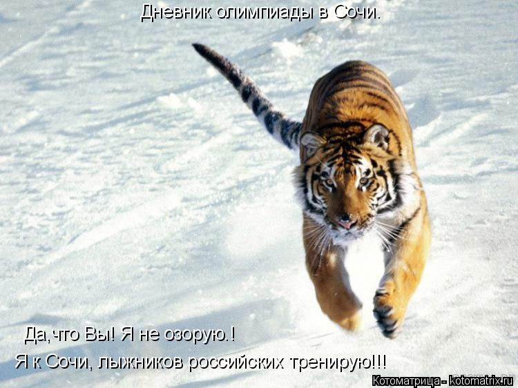 Котоматрица: Я к Сочи, лыжников российских тренирую!!! Да,что Вы! Я не озорую.! Дневник олимпиады в Сочи.