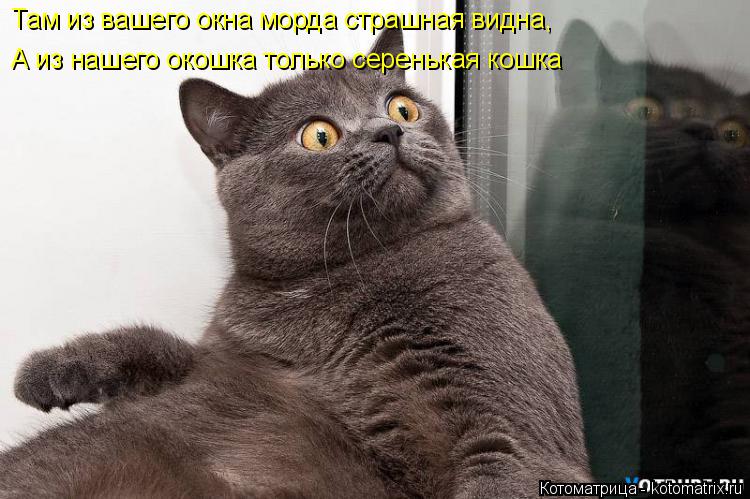 Котоматрица: Там из вашего окна морда страшная видна, А из нашего окошка только серенькая кошка