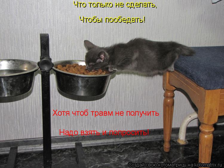 Что только не сделать, Чтобы пообедать! Хотя чтоб травм не получить Надо взять и попросить!... Котоматрица: Что только не сделать, Чтобы пообедать! Хотя чтоб травм не получить Надо взять и попросить!