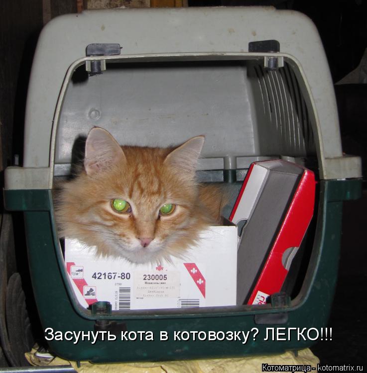 Котоматрица: Засунуть кота в котовозку? ЛЕГКО!!!