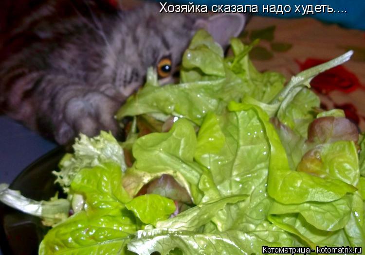 Котоматрица: Хозяйка сказала надо худеть....