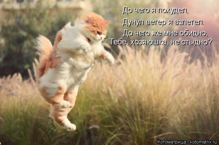 Котоматрица: До чего я похудел, Дунул ветер я взлетел. До чего же мне обидно, Тебе, хозяюшка, не стыдно?